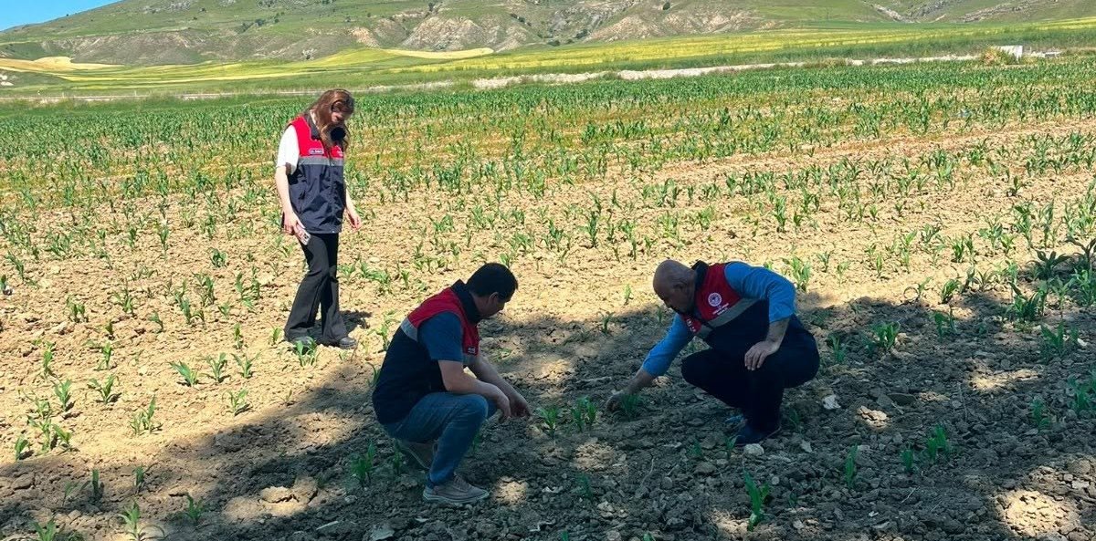 Yem Bitkileri Mercek Altında: Ekiliş Alanlarında Kontroller Sürüyor