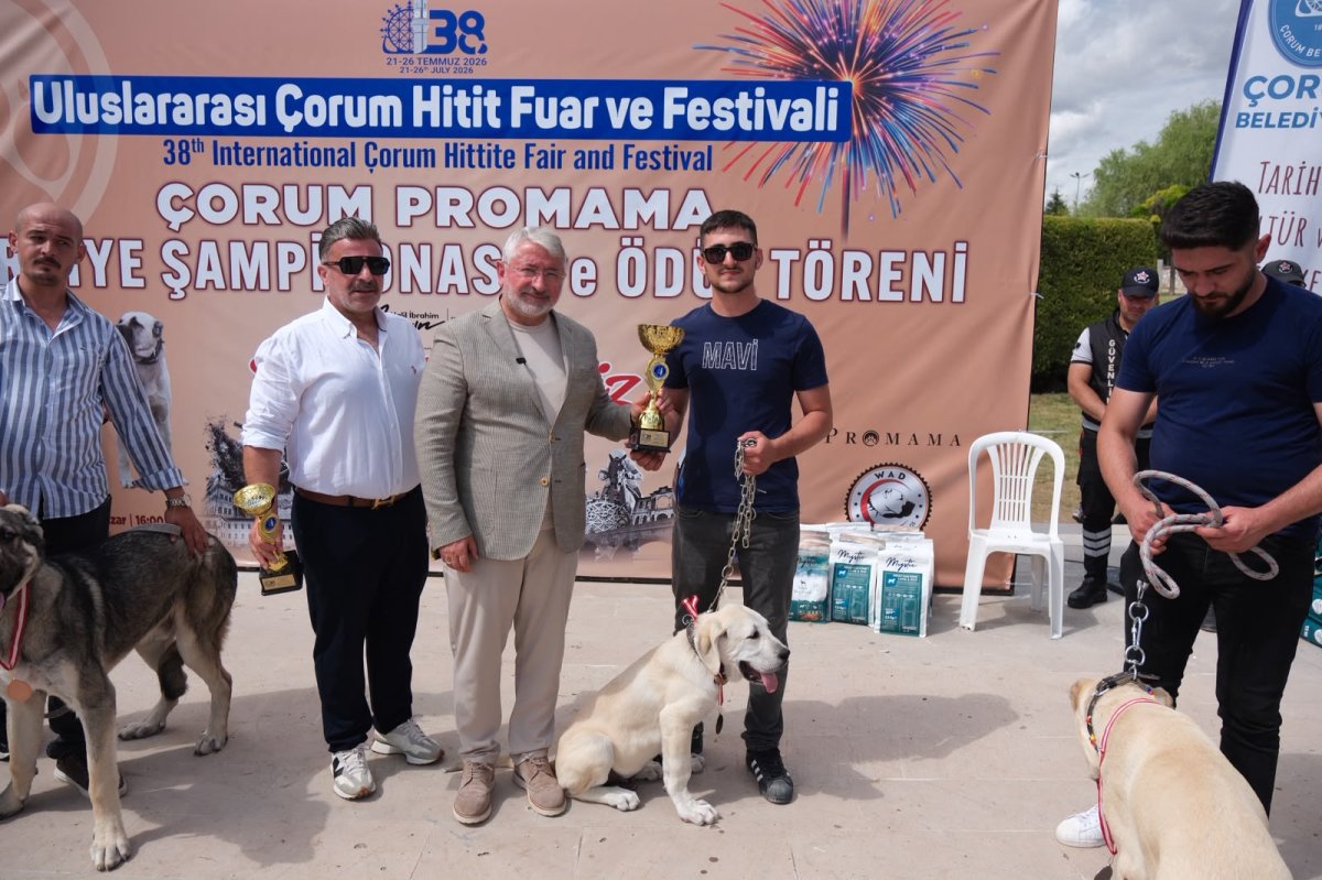 Çorum'da Türk Çoban Köpekleri Görücüye Çıktı