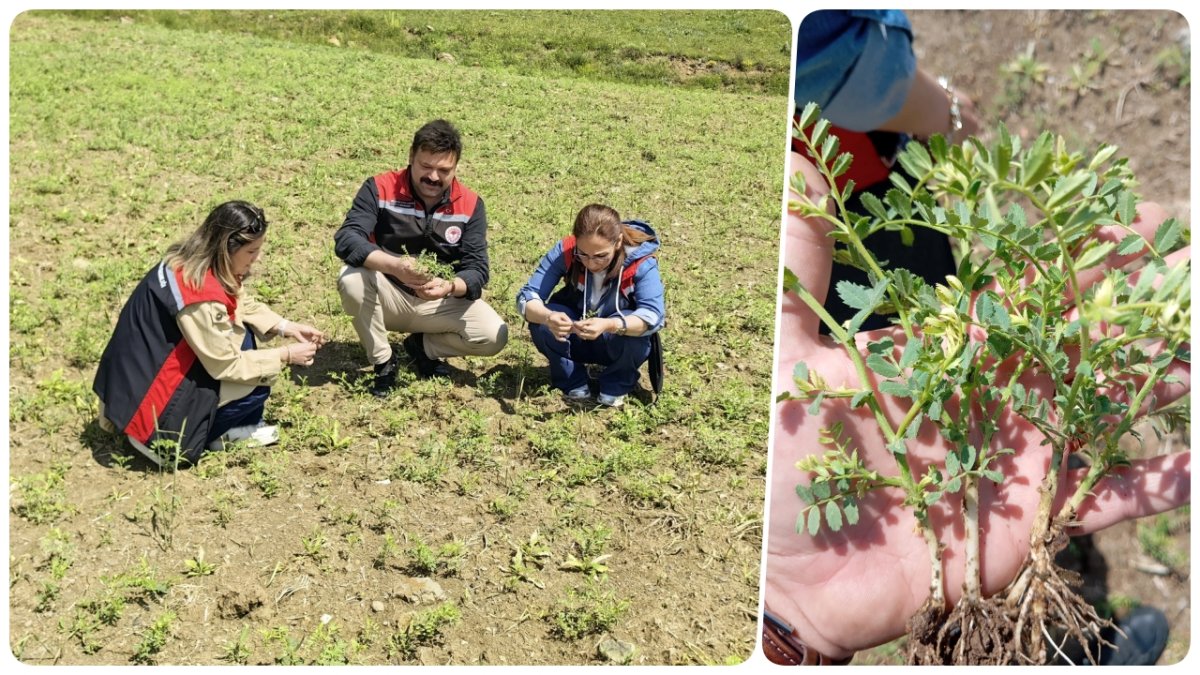 Yerli Ve Milli Nohut Çeşidi 'Borabay' Çorum Topraklarıyla Buluştu!