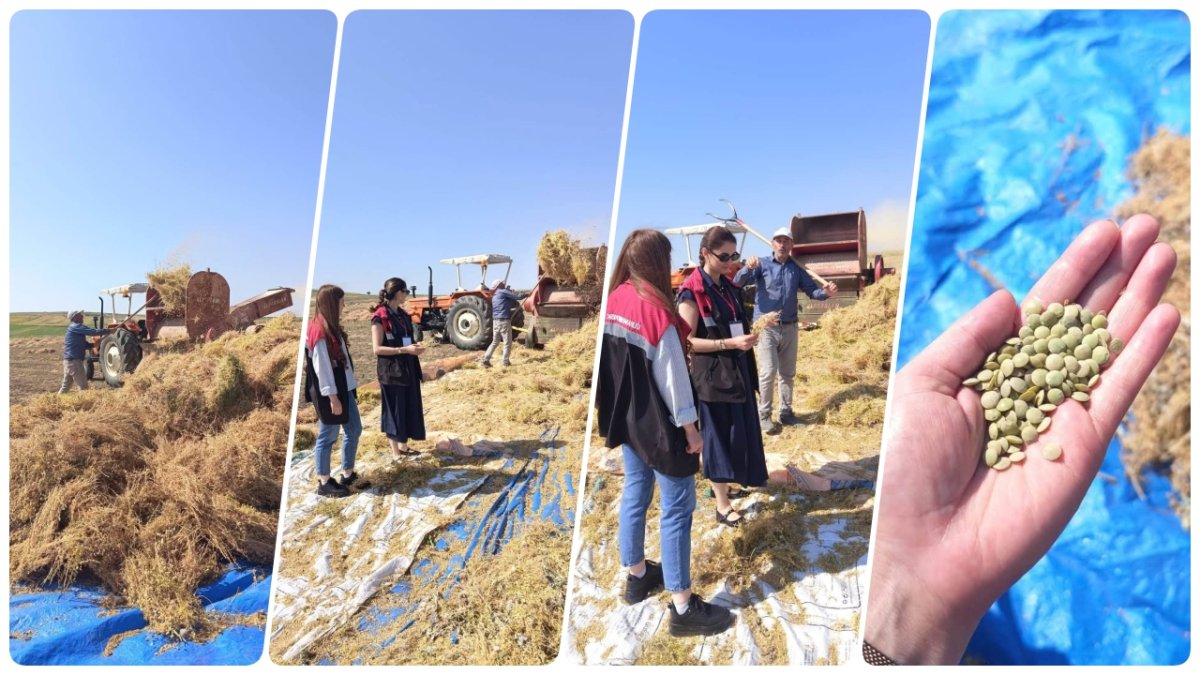 Alaca'da Mercimek Hasadı: Tarım Ekipleri Çelebibağ Köyü'nde Sahaya İndi