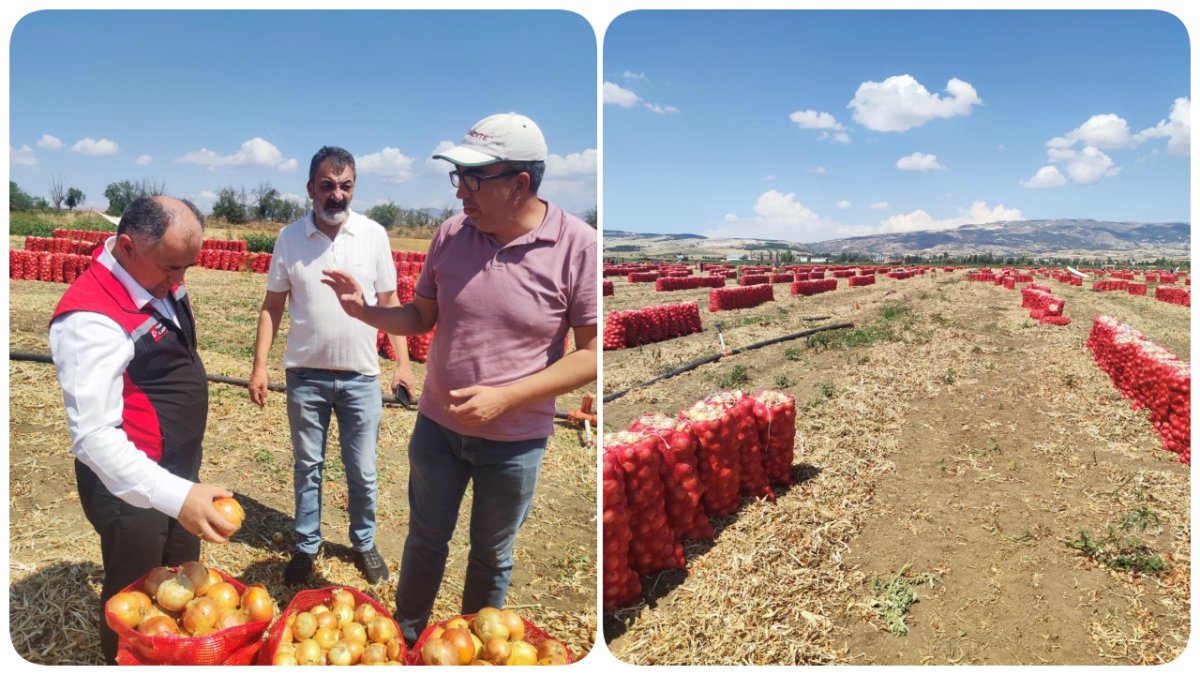 İl Müdürü Taş'tan Soğan Hasadına İnceleme