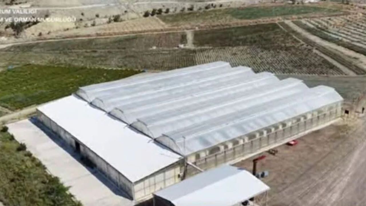 Dodurga’da Yılda 5 Milyonun Üzerinde Sertifikalı Fide Üretiliyor