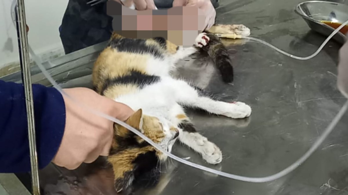 Sungurlu'da Fedakâr Veteriner Hekim, Yaralı Kediyi Ölümden Kurtardı