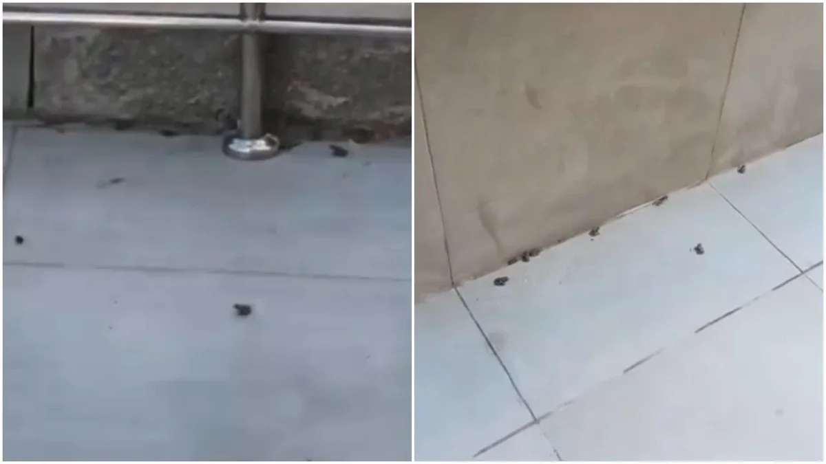Apartmanı Kurbağalar Bastı: Vatandaşlar Tedirgin