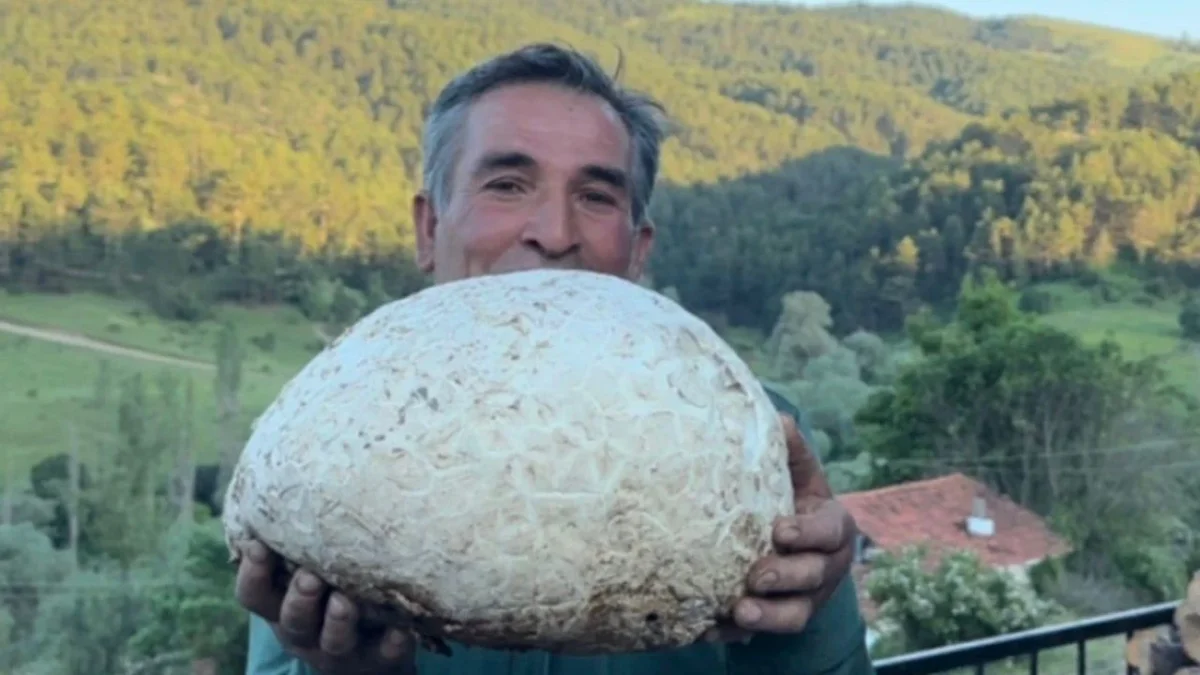 Uğurludağ'da 5 Kiloluk Dev Mantar Görenleri Şaşkına Çevirdi