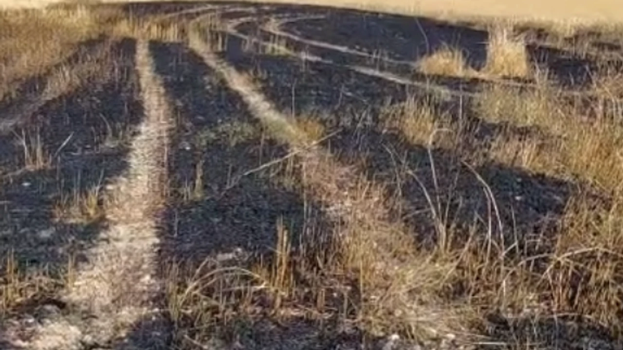 ALACA'DA KORKUTAN TARLA YANGINI: 10 DÖNÜM EKİLİ ALAN ZARAR GÖRDÜ
