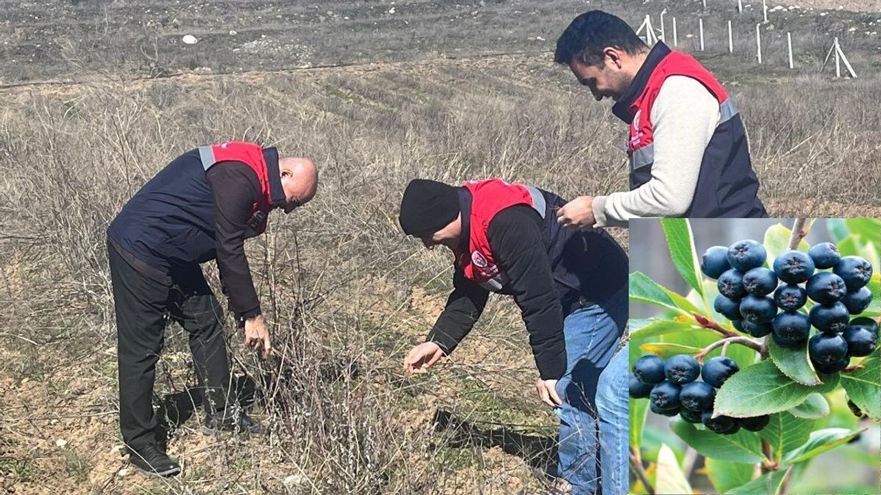 Alternatif Tarım Ürünü Aronya Çiftçilerin Yüzünü Güldürecek