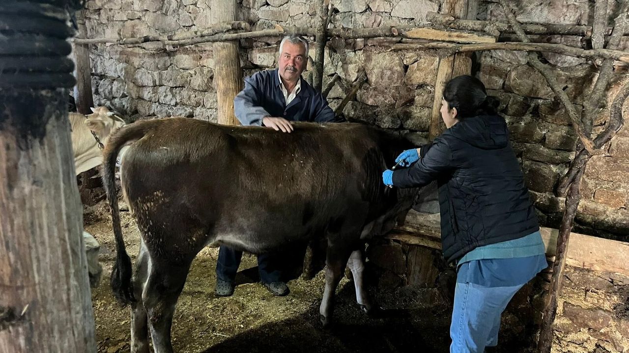 Boğazkale’de Hayvan Sağlığı İçin Aşılama Çalışmaları Sürüyor