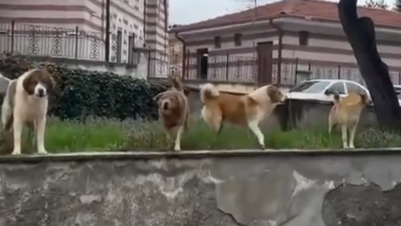 Çorum’da Başıboş Köpek Dehşeti: Vatandaş Son Anda Kurtuldu!