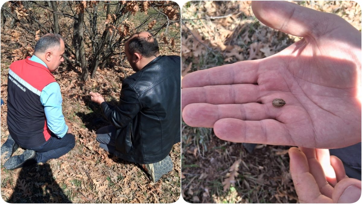 Tarımında Süneye Karşı "Kışlak" Takibi: Teknik Ekipler Sahada!