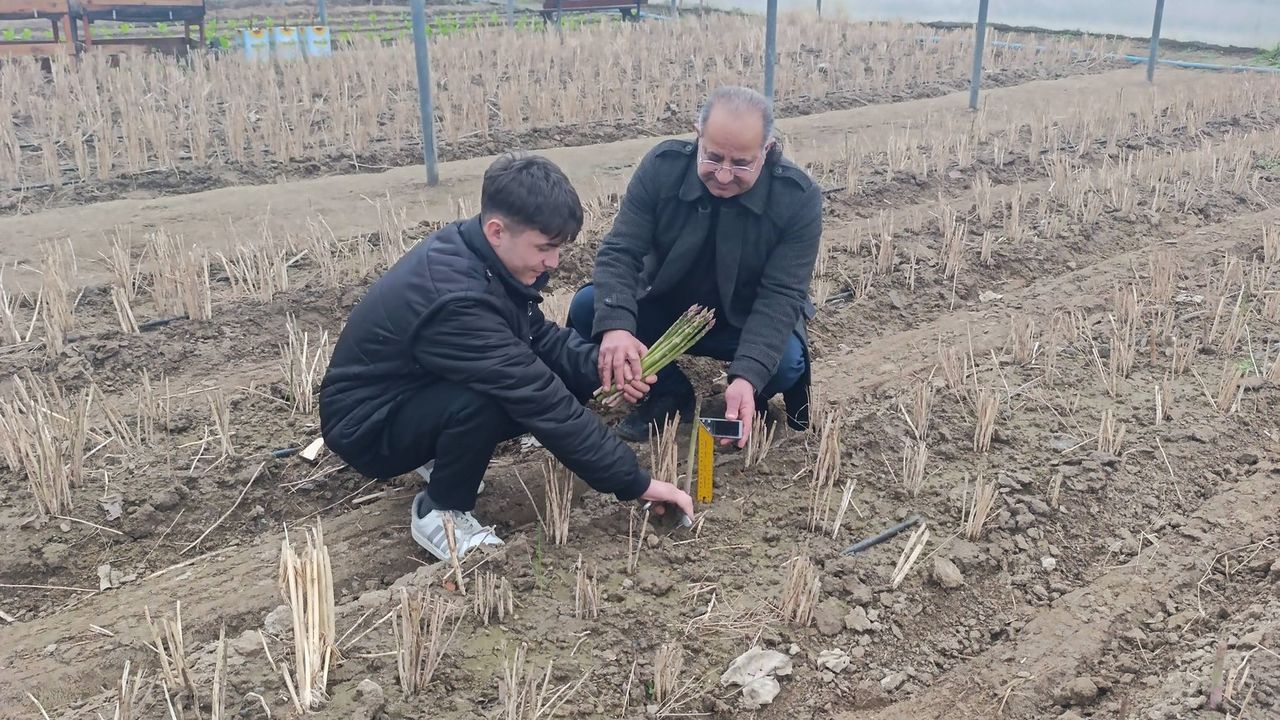 Verilen Emekle Yüzler Gülüyor! Kuşkonmaz Hasadı Başladı