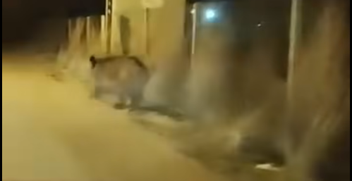 ÇOMAR BARAJI’NDA KORKU DOLU ANLAR! YABAN DOMUZU SALDIRISI İDDİASI