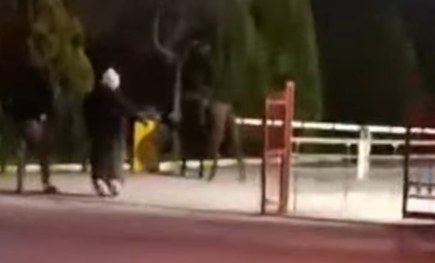 EŞEK KAÇTI, SAHİPLERİ KOVALADI! O ANLAR GÜLÜMSETTİ